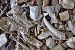 kosti, starožitnosti, fosilie, unsplash.com, Eric Prouzet
