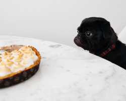 Pes touží po dortu, unsplash.com, Charles Deluvio